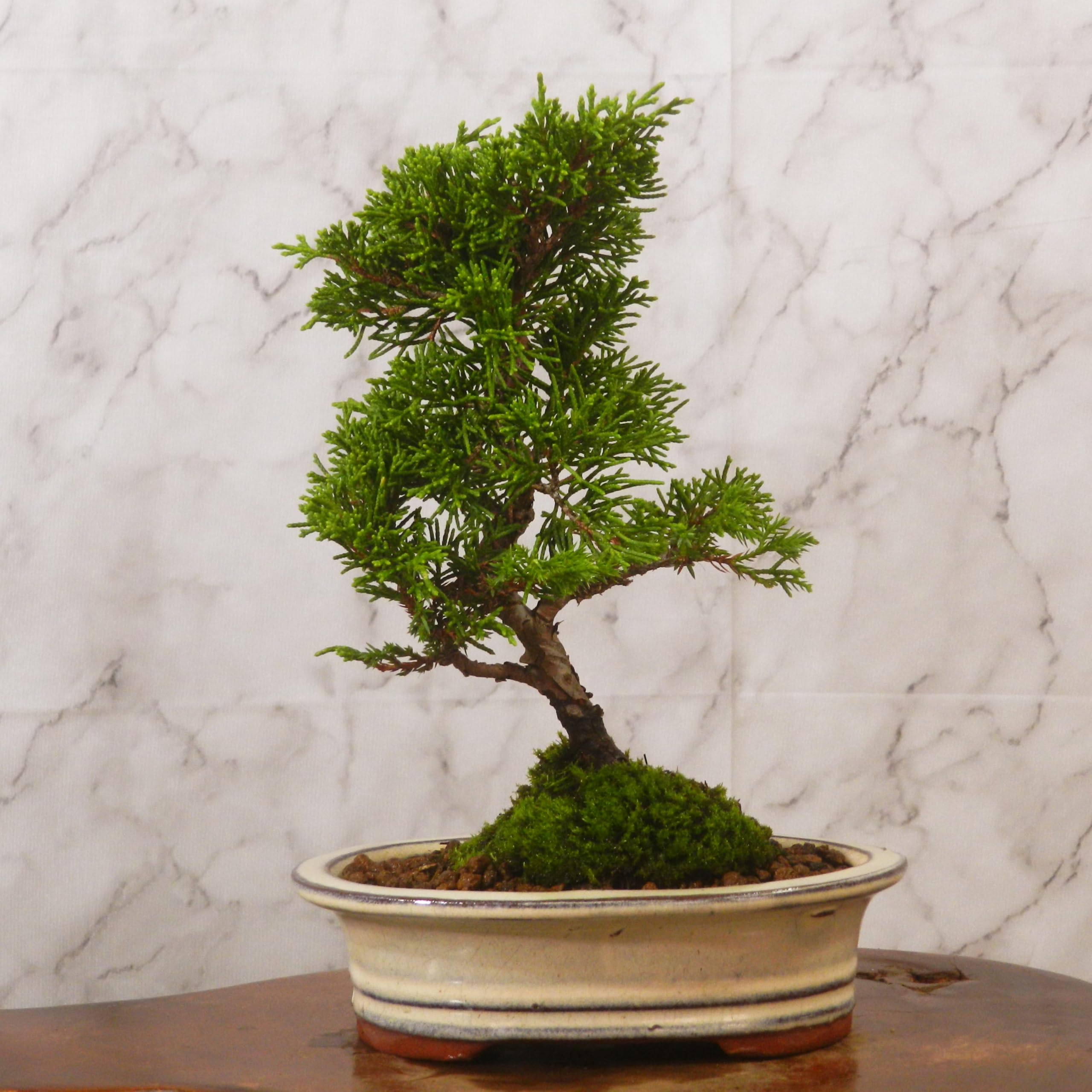 古*謡様 【一起園芸】真柏・中品盆栽◆人気盆栽樹・形良好な一品です◆ 古*謡様 【一起園芸】真柏・中品盆栽◇人気盆栽樹・形良好な一品です